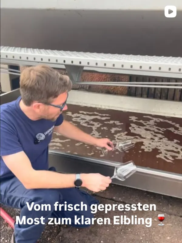 Vom frisch gepressten Most zum klaren Elbling