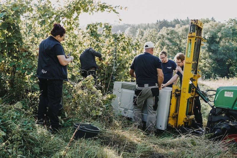 Handlese der Riesling-Trauben im Weinberg in Rehlingen