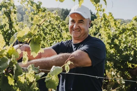 Sorin im Weinberg