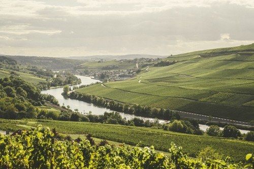 Southern Wine-Moselle