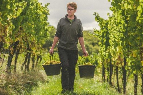 Timo carries two full buckets of grapes from the vineyard